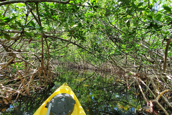 Key West Mangrove Kayak Eco Tour 2023 ~ Tours of Key West