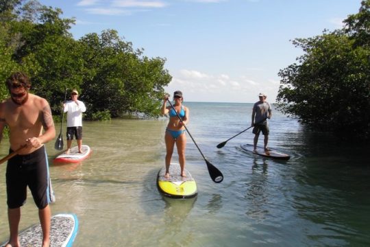 Key West Mangrove Ecosystem Paddleboard Tour