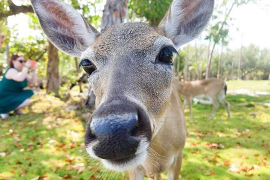 Half-Day Florida Keys Tour from Key West