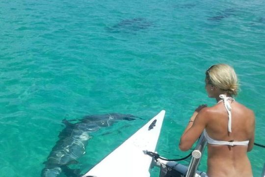 Wild Dolphin Sail & Shallow-water Snorkel