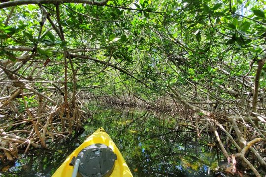 Mangrove Maze