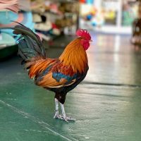 Street Food Tours