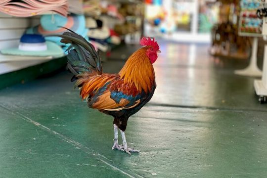 Secret Food Tours Key West