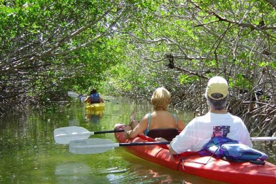 Key West Mangrove Kayak Eco Tour