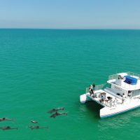 Dolphin & Whale Watching