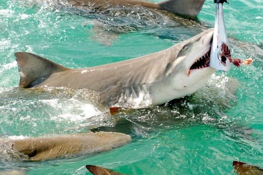 Key West Shark and Wildlife Catamaran Tour