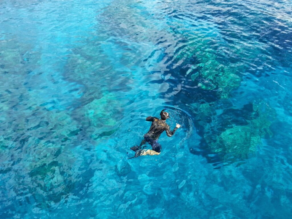 Key West Dolphin Watch & Snorkel Image 3