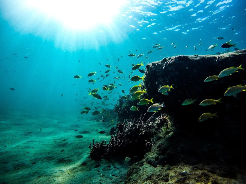 Key West Dolphin Watch & Snorkel Image 5