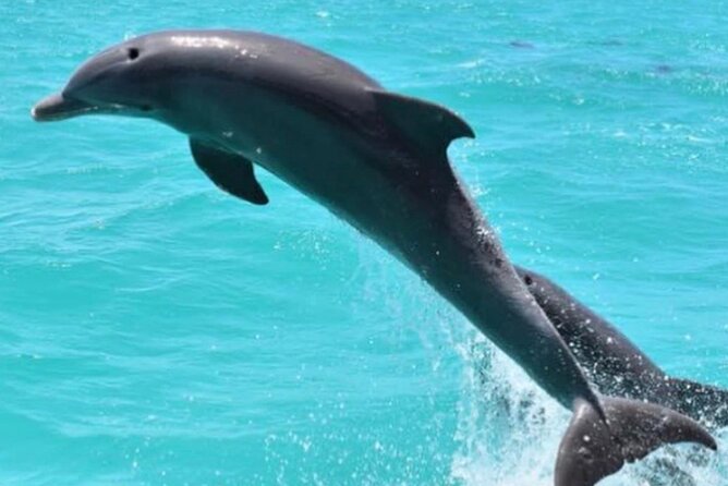 Key West Full-Day Island T’ing Eco-Tour: Sail, Snorkel and Kayak Adventure Image 14