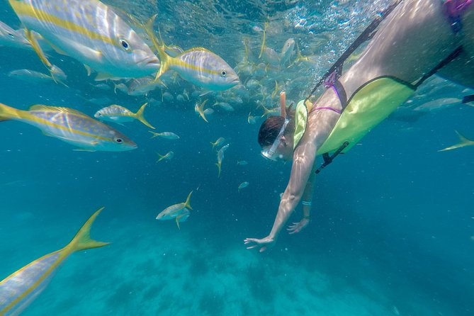 Key West Schooner Appledore Backcountry Eco-Tour: Sail, Snorkel & Kayak Image 9
