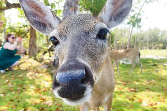 Half-Day Florida Keys Tour from Key West