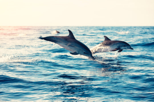 Key West Dolphin Watch & Snorkel
